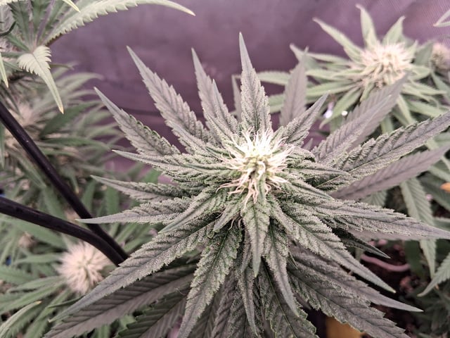 fruity pebbles, cap junky — flower, day 84