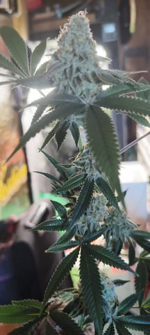Punch Mints — harvest, day 58