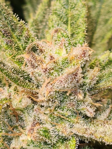 Autoflower grow. my first grow  — flower, day 82