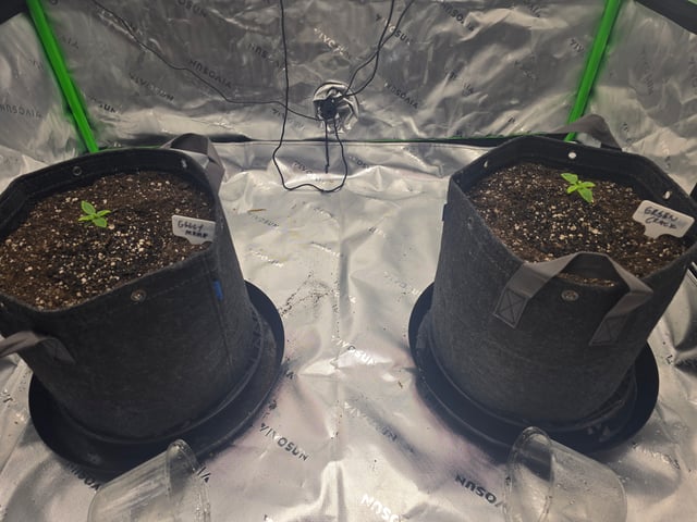 2nd grow round 2 — seedling_rooting, day 9
