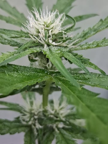 Rockin rob 70 — auto, day 1