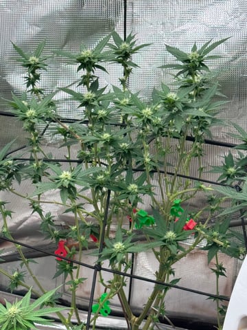 NYC SOUR DIESEL AUTO — flower, day 5