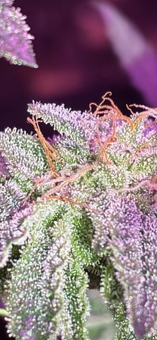 White Widow & Skittlez — flower, day 56