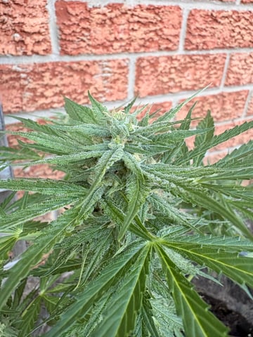 Muliflex — flower, day 70