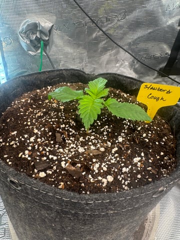  strawberry cough — seedling_rooting, day 1