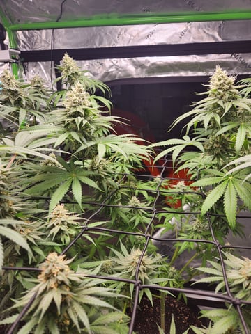 Blue — flower, day 17