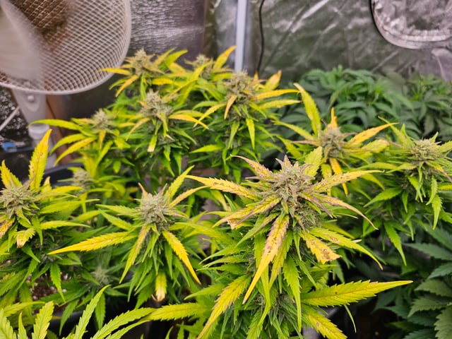 blackberry kush  — flower, day 1