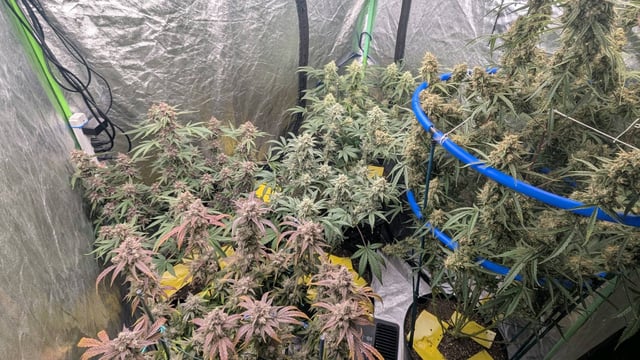 Mixed Grow — flower, day 101