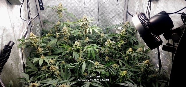 Another Custom Creation — flower, day 129