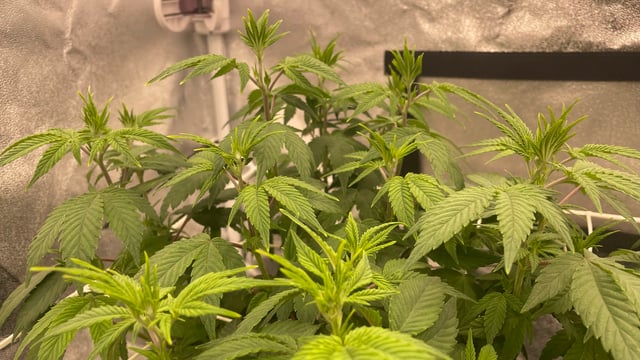 ❄️💚❄️WinterGrow❄️💚❄️ — flower, day 65