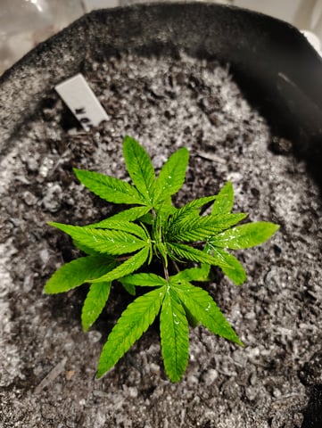 Hindu Kush — vegetative, day 28