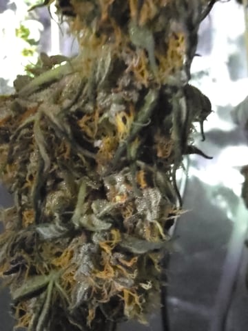 Purple Haze  — harvest, day 95