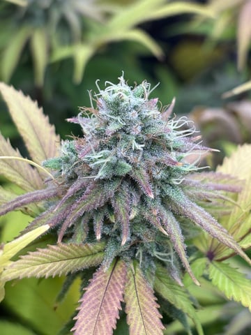 grow 3 — flower, day 51