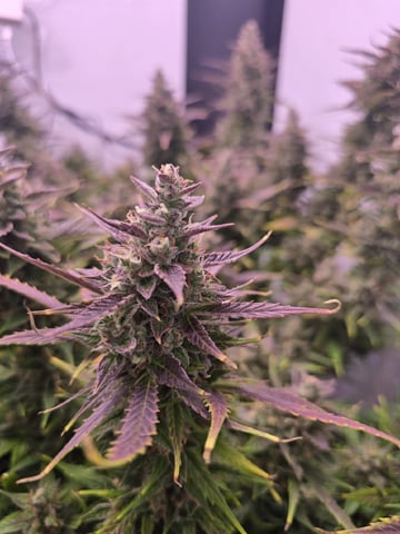 1st Auto Grow (LSD + BrB) - 1st indoor Grow — flower, day 74