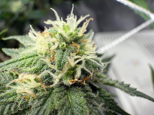 Green Gelato — flower, day 83