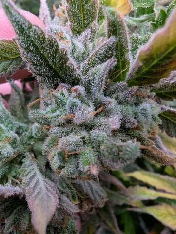 Boogie Brew + Bloom — flower, day 115