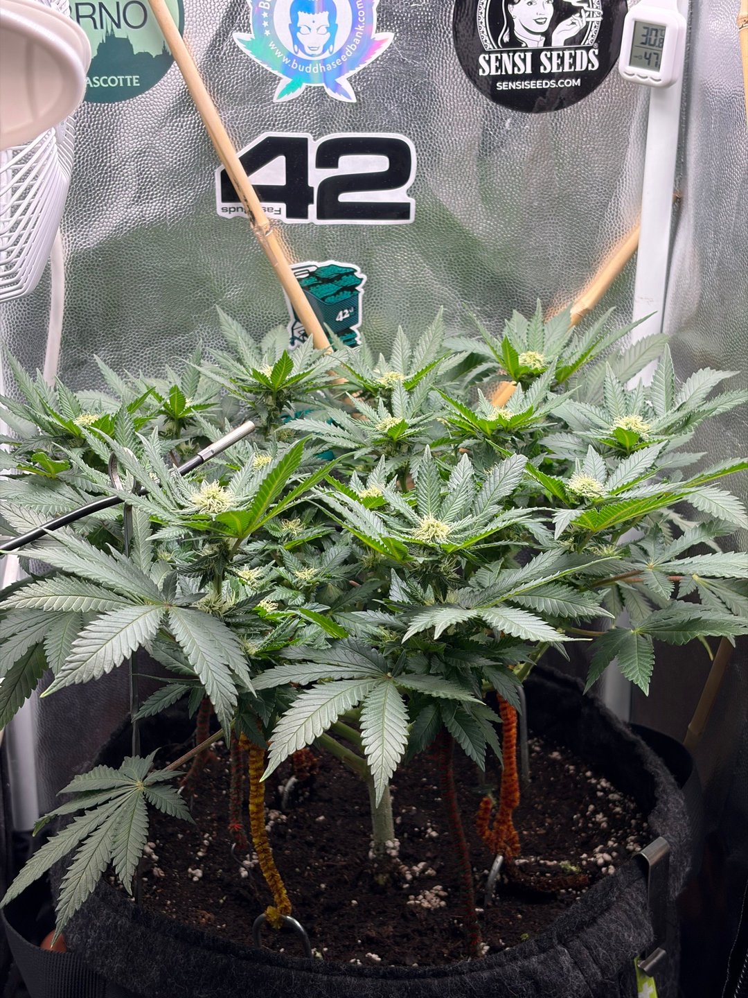 Wedding Cake RQS