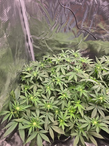 Dirty Bird - Thousand Island Fem & Platinum Kush Breath Remix x Grape Cakehead Fem Photo  — flower, day 68