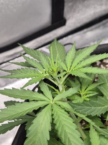 Wurlz F1 Hybrid  — vegetative, day 3
