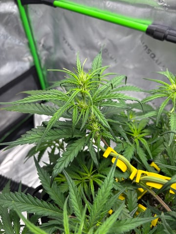 Fall 2025 Grow — vegetative, day 34