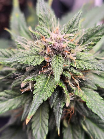 Fast Buds - Purp Lemonade — flower, day 47