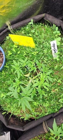 First Grow with the new setup  — vegetative, day 40