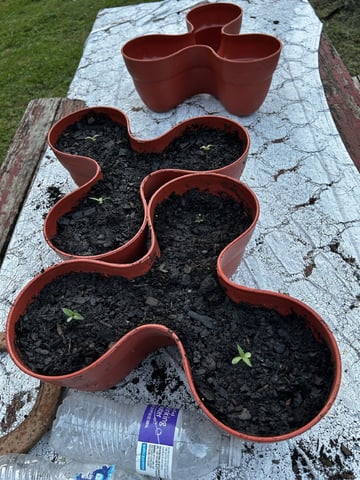 2026 Outdoor — germination, day 1