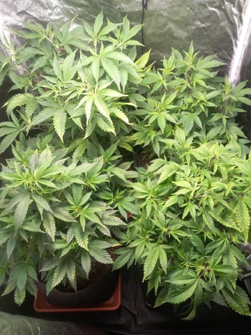 1st — flower, day 34