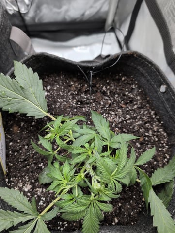 memphisto 3 bears OG, ethos high note r1 — vegetative, day 23