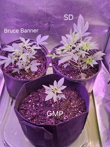 My Girls — vegetative, day 2