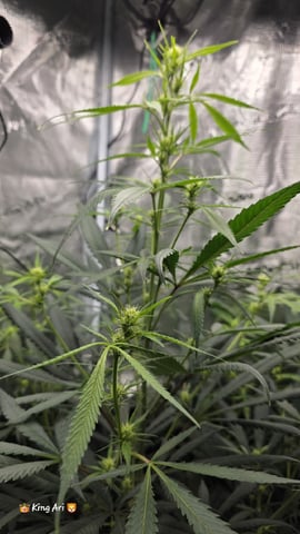 Slightly Stoopid Fruits  — flower, day 14