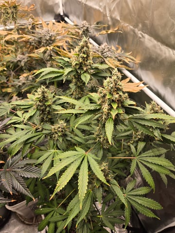 OG Kush  — harvest, day 102