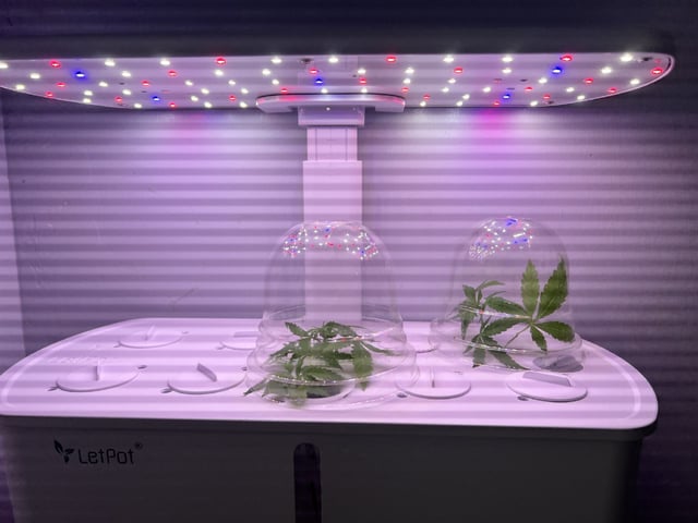 Banjo Clones — vegetative, day 8
