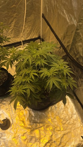 Grow #2 Thank You to All that helped guide me, offered advice, gave insight, or complimented progress. Now to apply some of what I learned the first go-round.  — flower, day 45