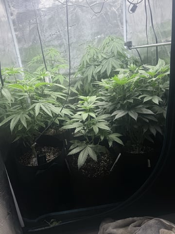 First Time Grower Long Time Blazer — flower, day 14