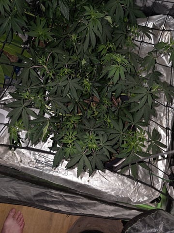 Apple fritta — flower, day 51