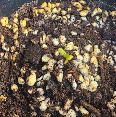Bruce Banner — seedling_rooting, day 10
