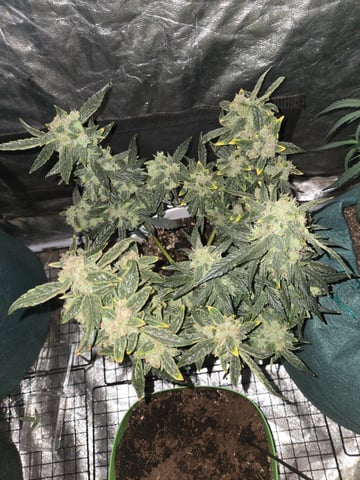 high octane x holy grail  — auto, day 41