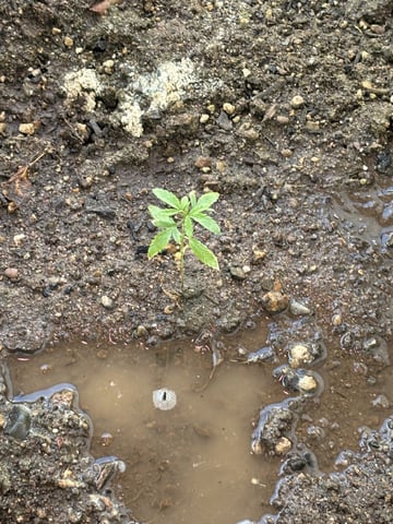 2 Auto 1 Mystery Photo — vegetative, day 41
