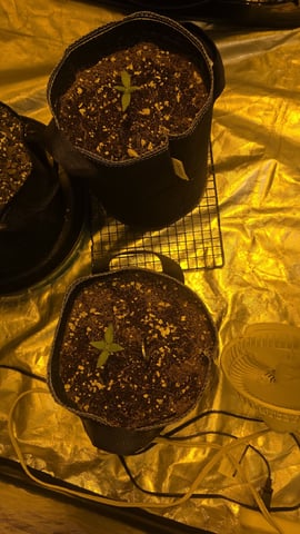 Gorilla Crack — seedling_rooting, day 20