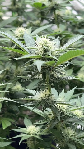 Clones GodFather OG Clones — flower, day 75