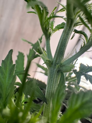 First Grow — flower, day 22