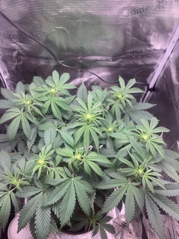 Blackberry Moonrocks (First Grow)