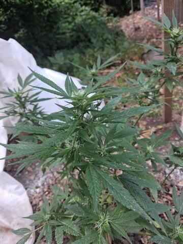 My First Grow — flower, day 19