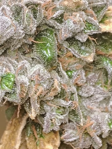 Athena Run  — flower, day 112