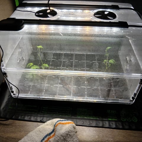run #3 — grow_setup, day 163