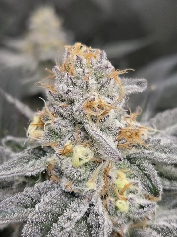 First Grow — flower, day 103