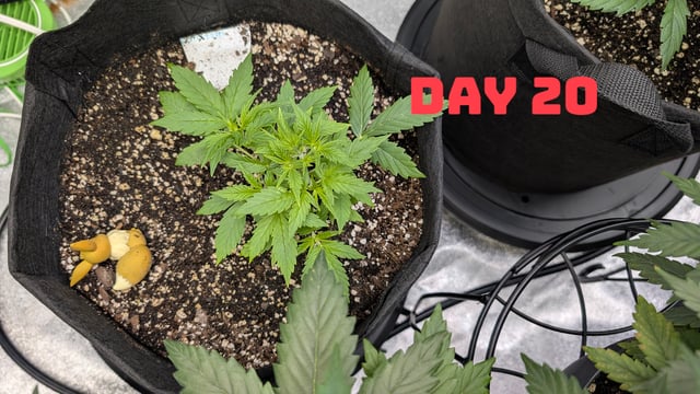 Strawberry Cheesecake Seedsman Seeds Autoflowers x2 — seedling_rooting, day 23