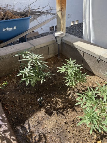 Fast Buds Auto And Special Queen Auto — flower, day 54