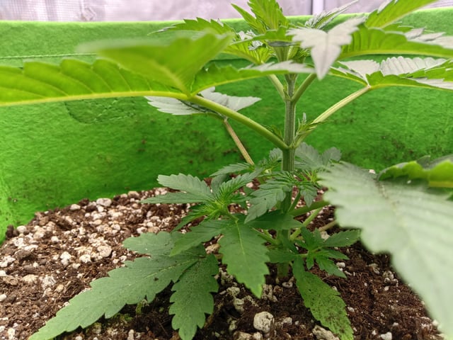 FastBuds Photo-Lemon Mandarin  — vegetative, day 24